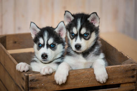 Husky-puppy's in een doos