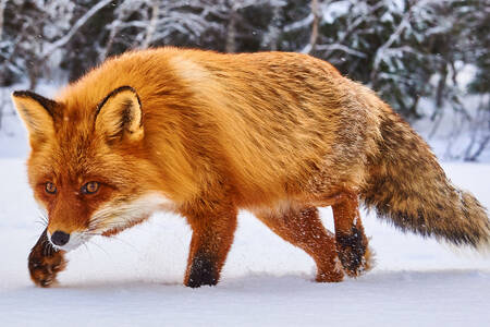 Líška v zimnom lese