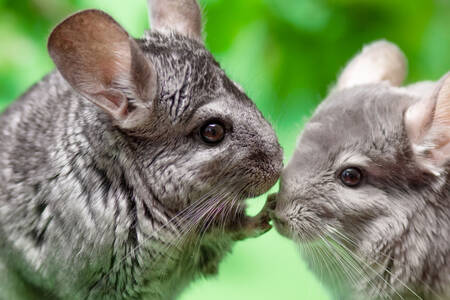 A pair of chinchillas