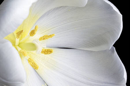 Білий тюльпан