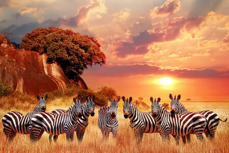 Зебри в саваната по залез слънце