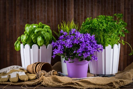 Bloemen en kruiden in potten