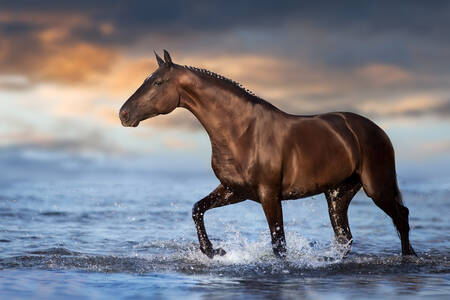 Stallion in water