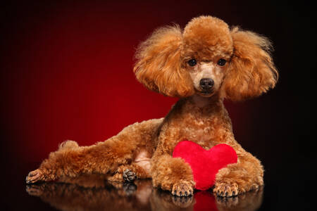 Poodle with red heart