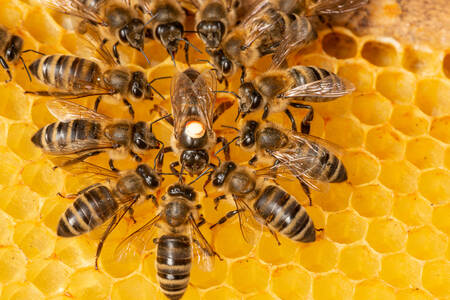 Пчели върху пчелна пита