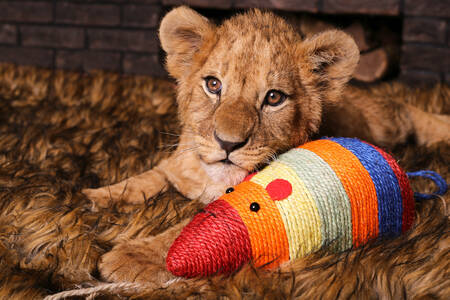 Lion cub with a toy