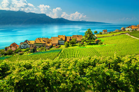 Vinogradi kod Ženevskog jezera