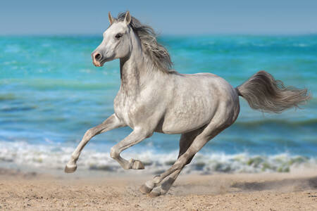 Szary koń na plaży