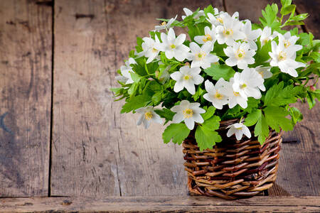 Bukiet białych wiosennych kwiatów