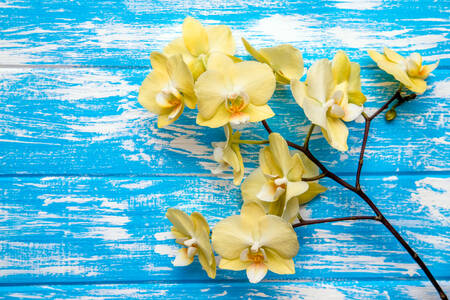 Жовті орхідеї