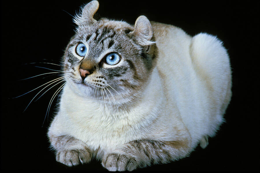 Dj CrisBoy TOP songs playing now on the radio