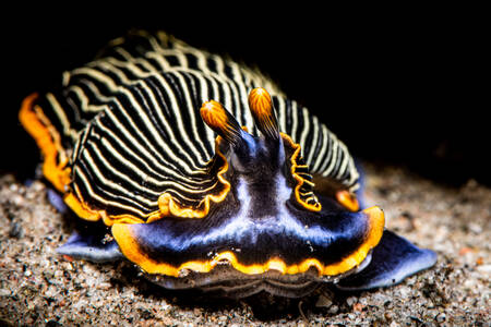 Striped mollusk