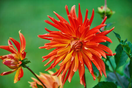 Red Dahlias