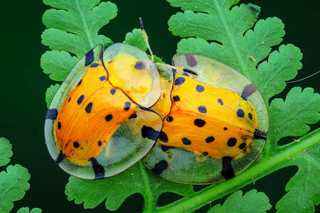 Tortoise beetles