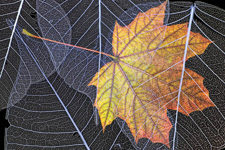 Macro photo of leaves