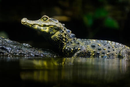 Gladsnuitkaaiman in de rivier