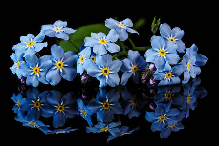 Forget-me-nots on a black background