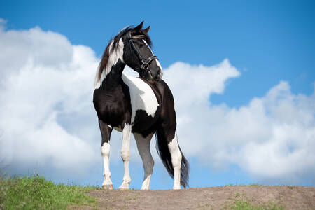 En broget hest mod himlen