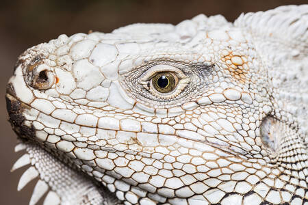 Portret bijele iguane