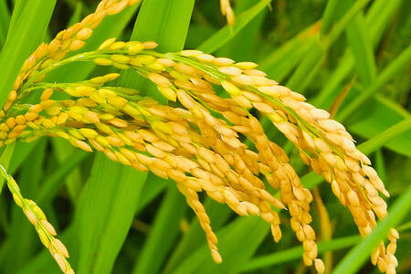 Rice ears