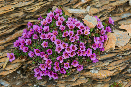 Flowers on the rocks
