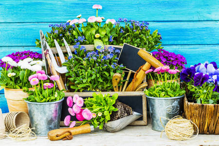Tools and garden flowers