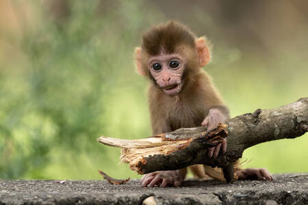 Bayi makaka