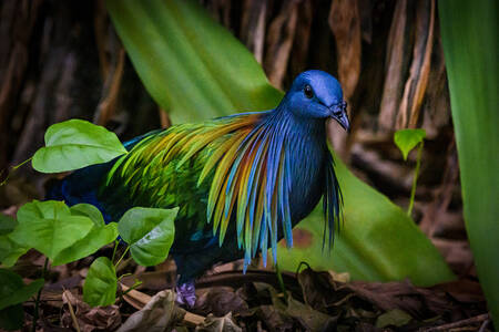 Никобарский голубь