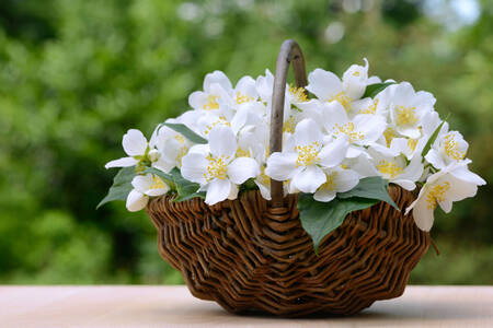 Coș cu flori de iasomie