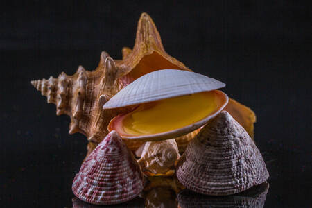 Seashells on a black background