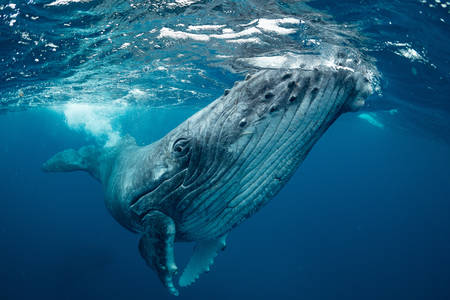 Baleine bleue