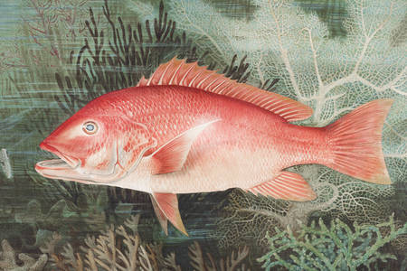 pește lutjanus