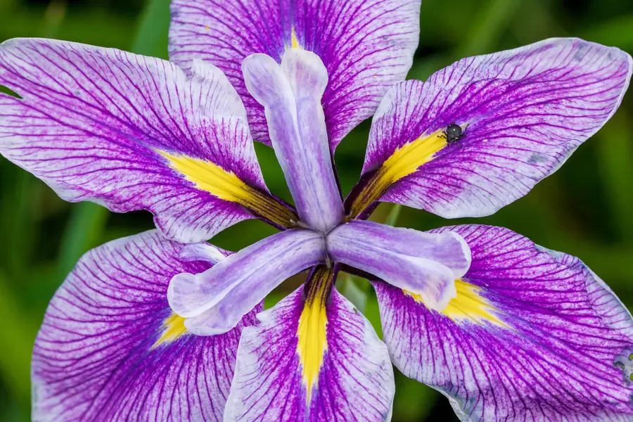Blomma