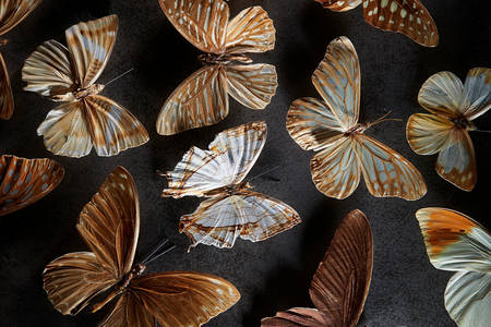 Colección de mariposas