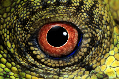 Forest Dragon Lizard Eye