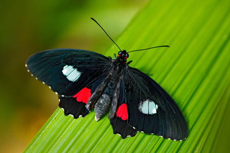 Бабочка Паридес
