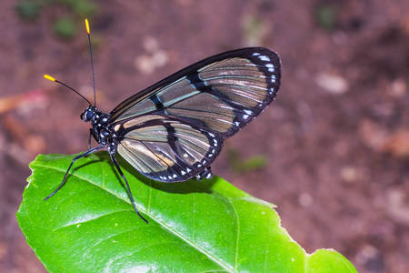 Стъклена пеперуда