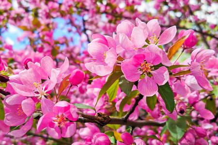 Albero con fiori rosa