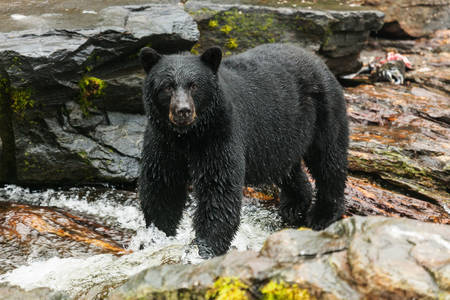 Fekete medve egy hegyi folyóban
