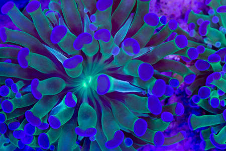 Modrý koral
