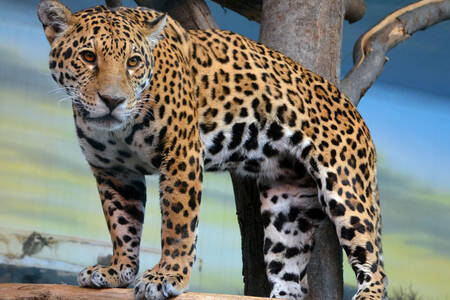 Młody jaguar