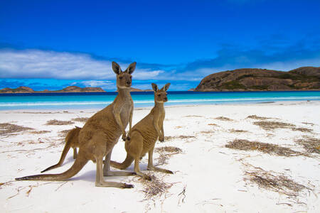 Kangourou sur la plage