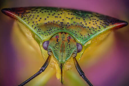 Bir yatak böceğinin makro fotoğrafı