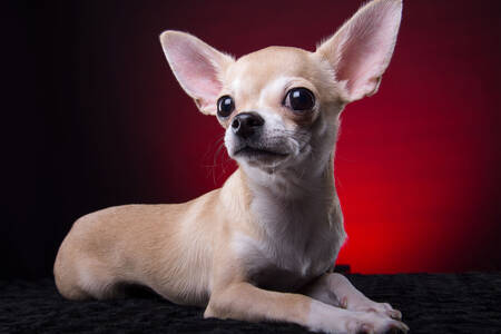 Chihuahua portre