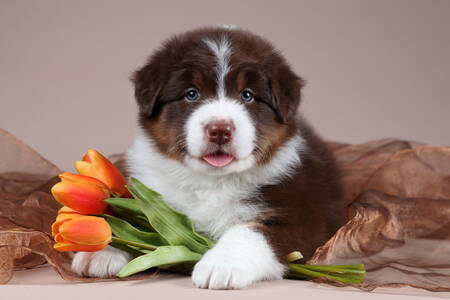 Cachorrinho com tulipas