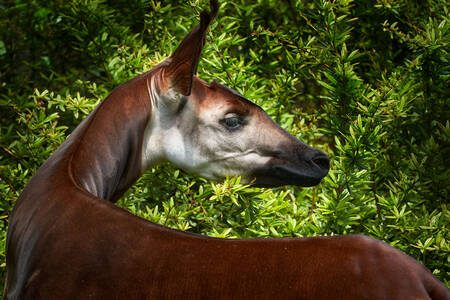 Okapi dans la forêt tropicale