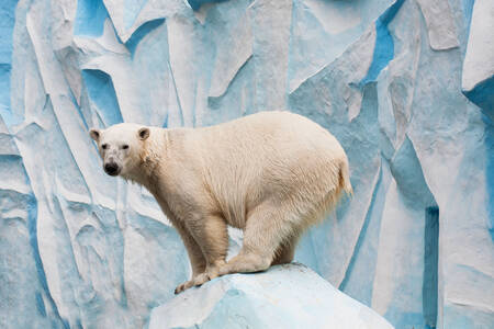 Ľadový medveď