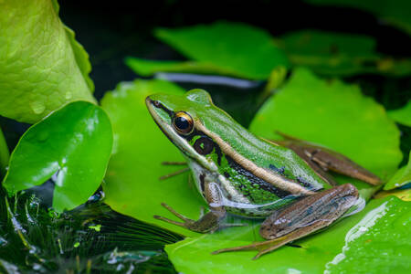 Žaba na zelenom liste