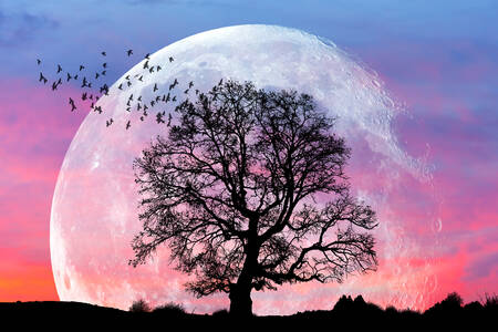 Árvore contra o pano de fundo da lua