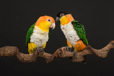 Bělobřichých papoušků